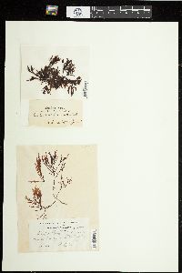 Champia novae-zelandiae image