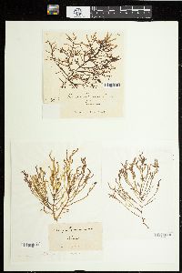 Champia viridis image