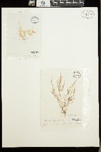 Chondria tenuissima var. striolata image