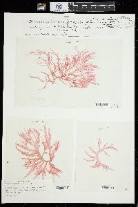 Calosiphonia verticillifera image