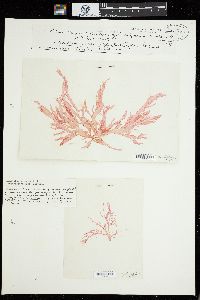 Calosiphonia verticillifera image