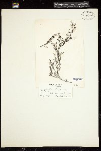 Cystophyllum lepidium image