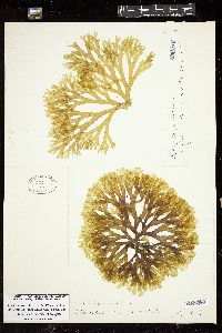 Dictyota dichotoma image