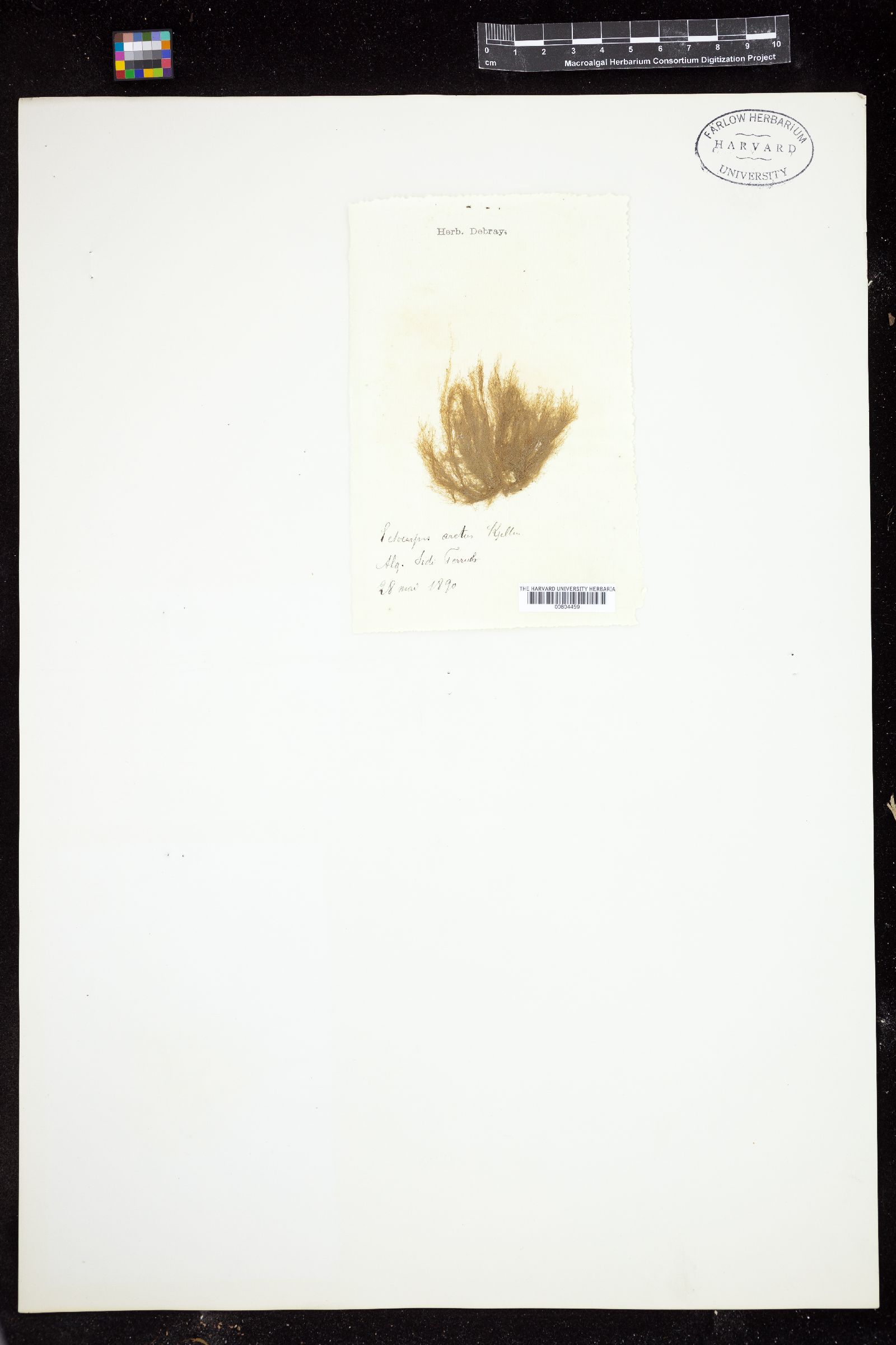 Ectocarpus siliculosus var. arctus image