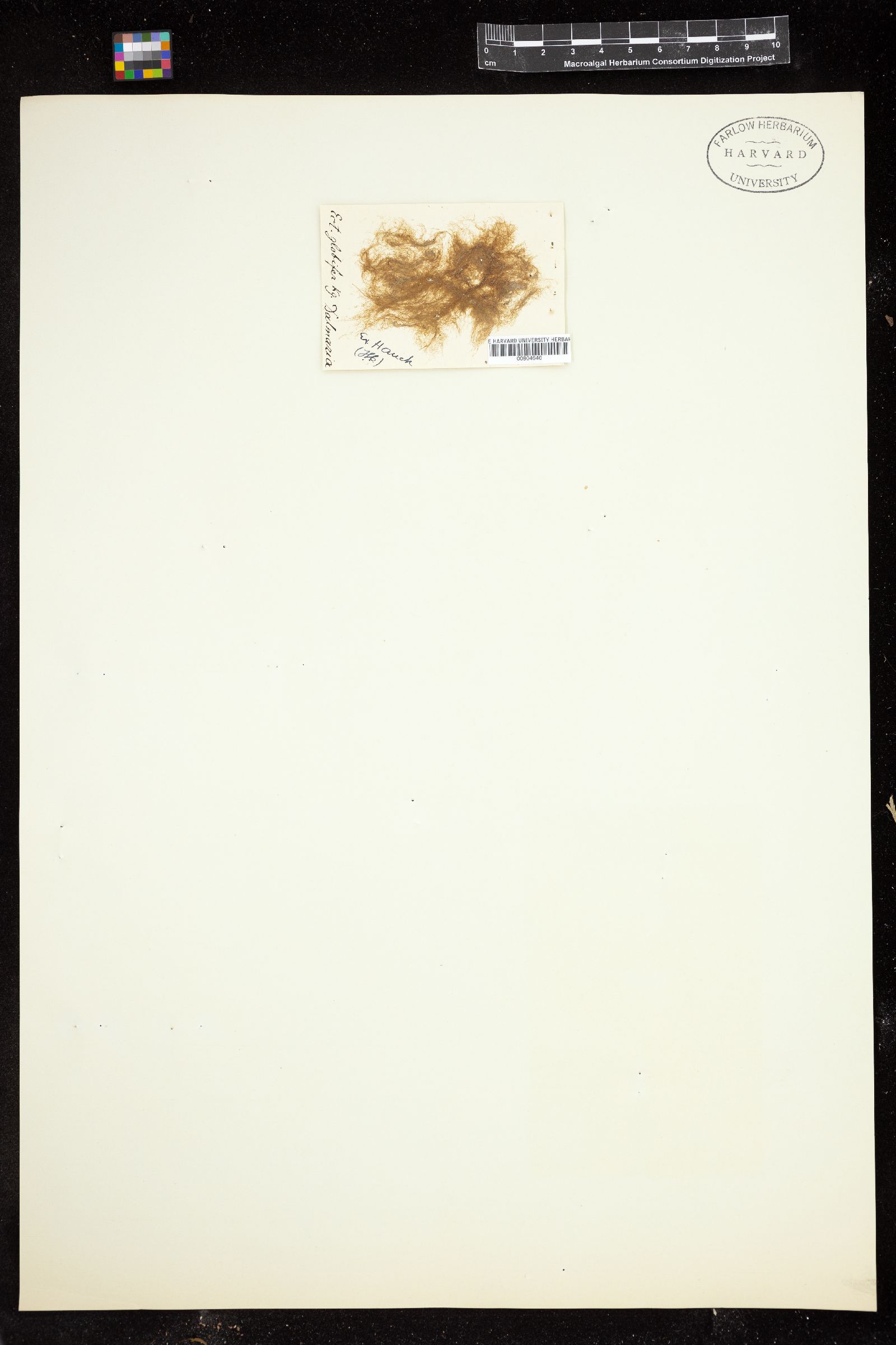 Feldmannia globifera image