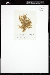 Ectocarpus penicillatus image