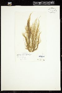 Pylaiella ramellosa image
