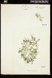 Ectocarpus variabilis image