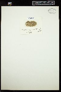 Oedogonium grande image