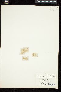 Phaeococcus marinus image