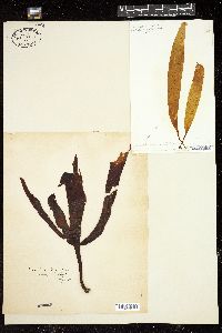 Phyllaria dermatodea image