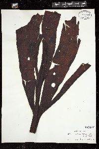 Phyllaria dermatodea image