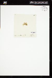 Bachelotia antillarum image