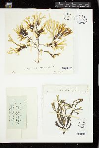 Rhodymenia flabellifolia image