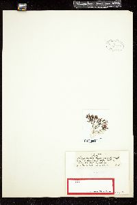 Rhodomela patagoniensis image