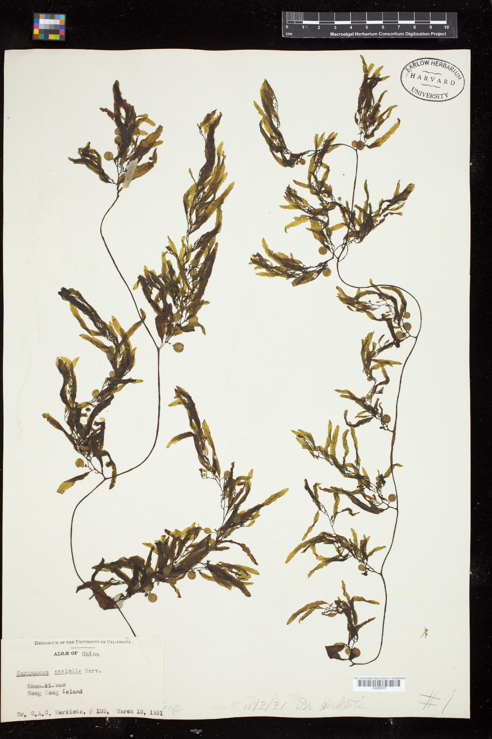 Sargassum assimile image