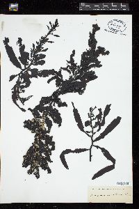 Sargassum tristichum image