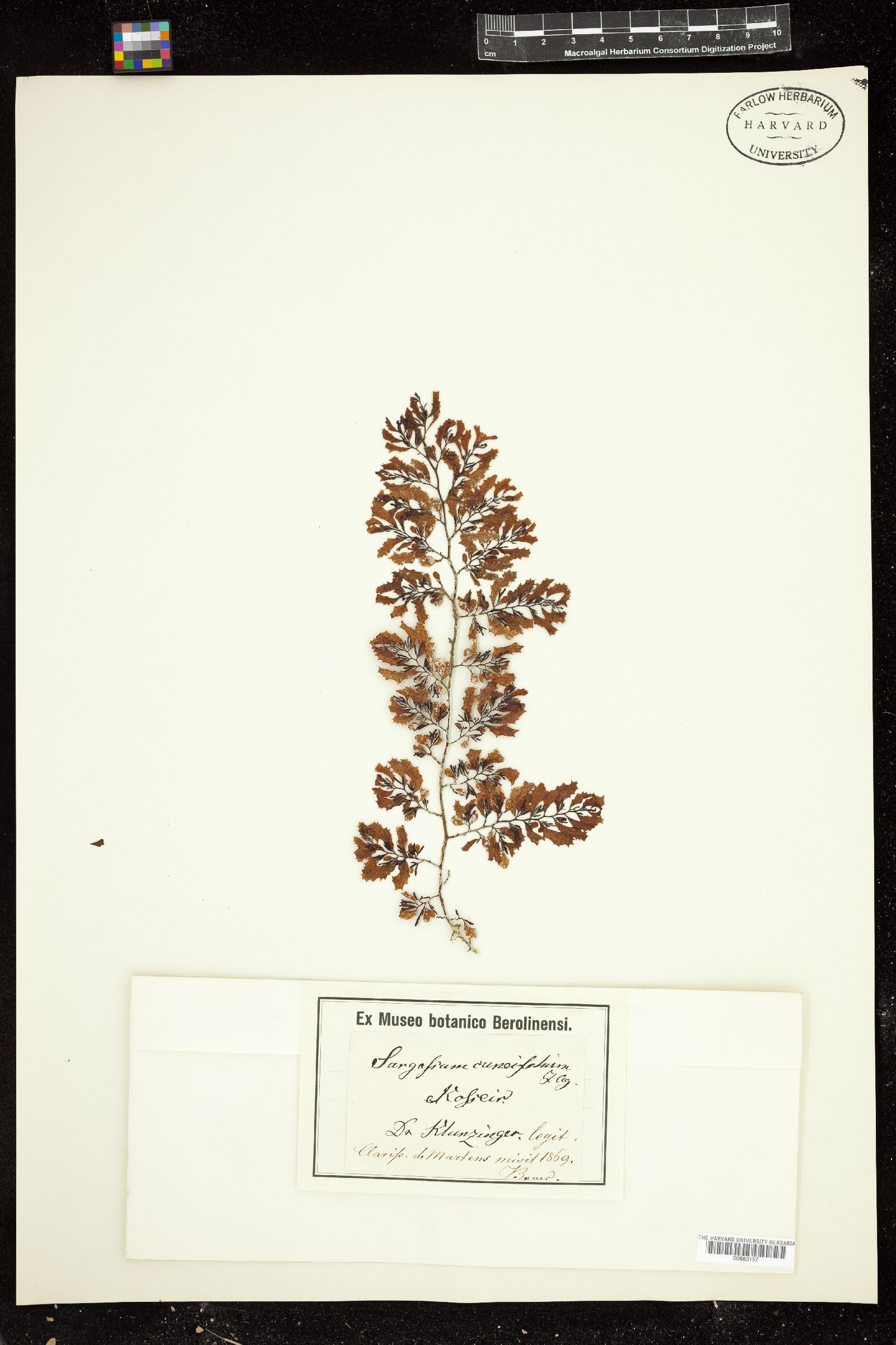 Sargassum cuneifolium image