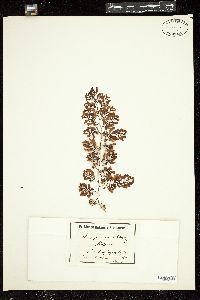Sargassum cuneifolium image