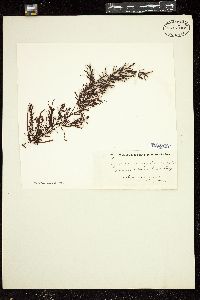 Image of Sargassum cylindrocystum