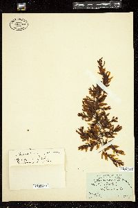 Sargassum cymosum image