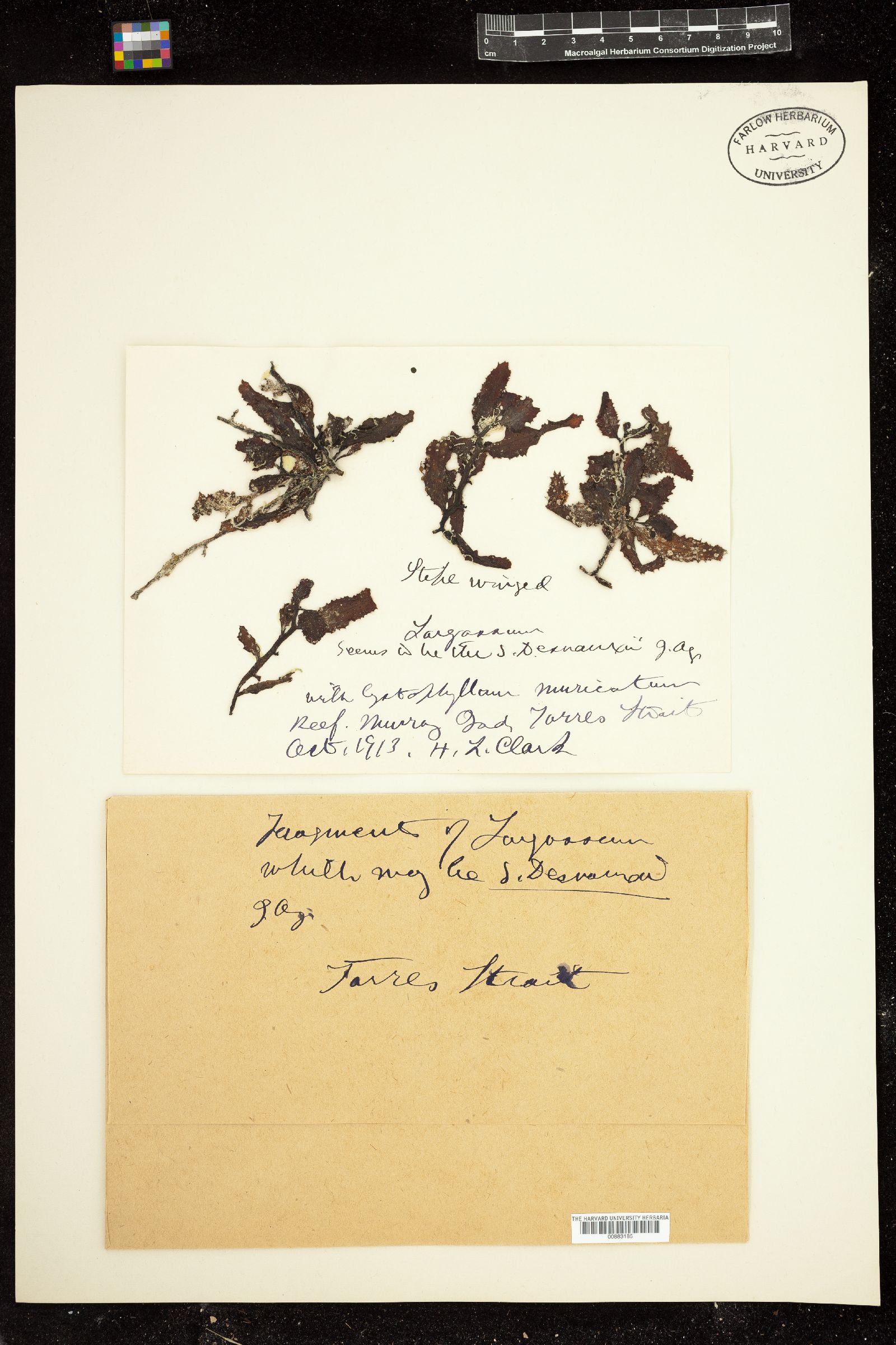 Sargassum desvauxii image
