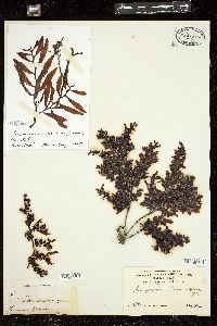Sargassum echinocarpum image