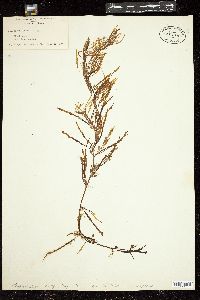 Sargassum fulvellum image