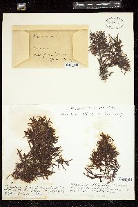 Sargassum fissifolium image