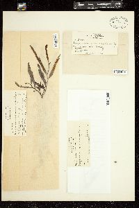 Sargassum graminifolium image