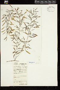 Sargassum horneri image