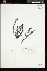 Sargassum lapazeanum image