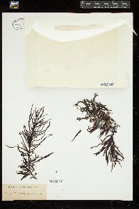 Sargassum lanceolatum image