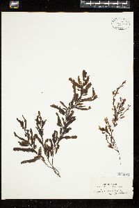 Sargassum microcystum image