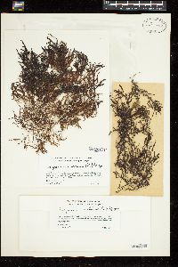 Sargassum natans image