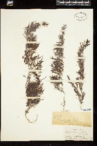 Sargassum paniculatum image