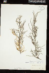 Sargassum parvifolium image