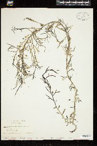 Sargassum patens image