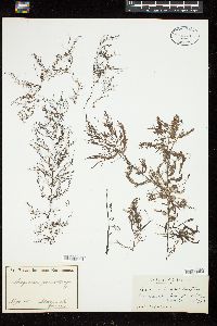 Sargassum pinnatifidum image