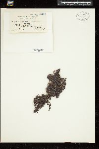 Sargassum siliquosum image