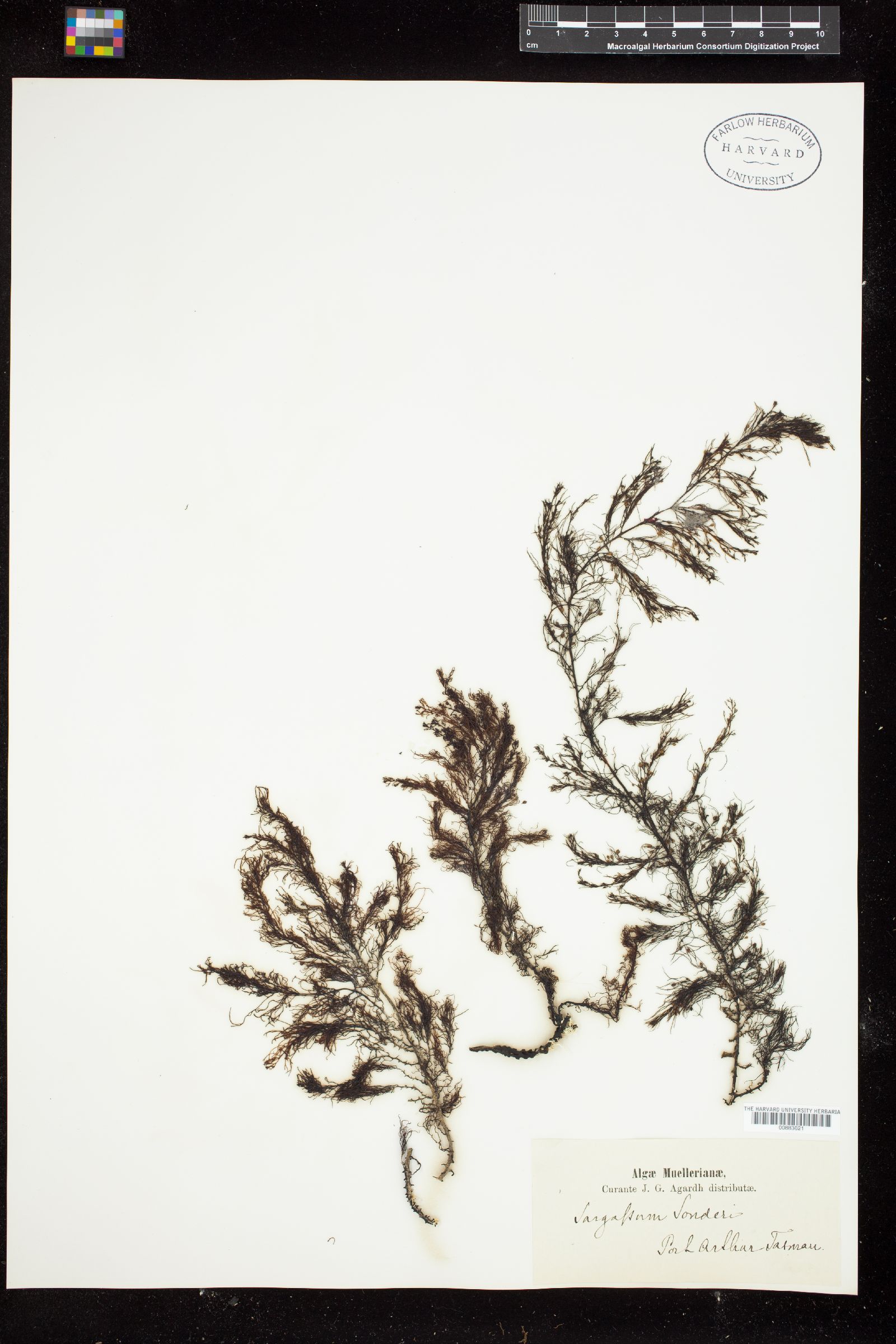 Phyllotricha sonderi image