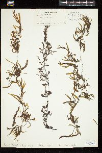 Sargassum tenerrimum image