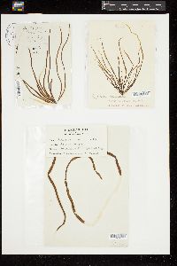 Scytosiphon lomentaria image