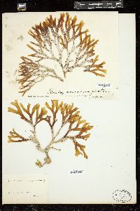 Stoechospermum polypodioides image