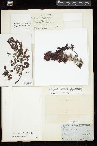 Turbinaria gracilis image