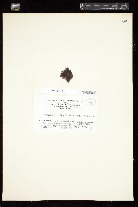 Pyropia endiviifolia image