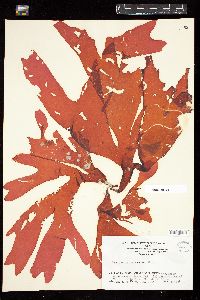 Trematocarpus antarcticus image