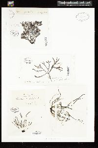 Lophurella periclados image