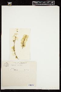 Caulerpa peltata var. macrodisca image