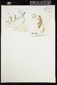 Caulerpa sertularioides f. brevipes image